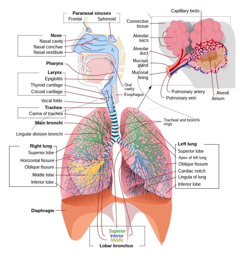 Organ-Organ Pernapasan Manusia