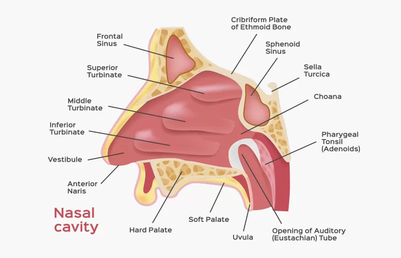 Struktur Anatomi Hidung
