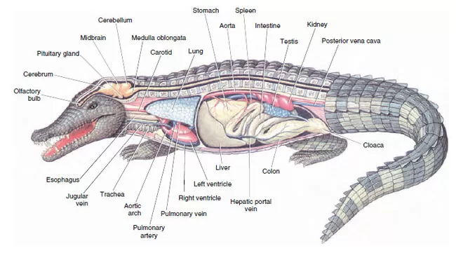 Anatomi Buaya