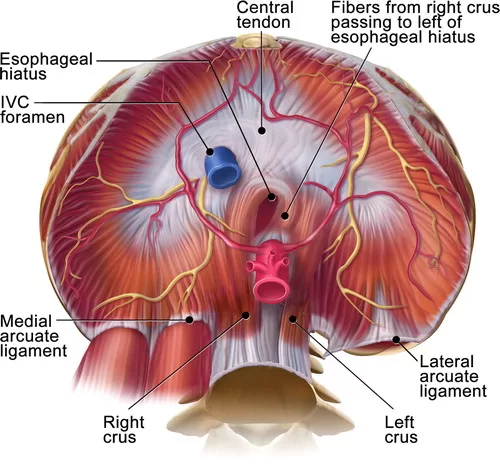 Anatomi Diafragma