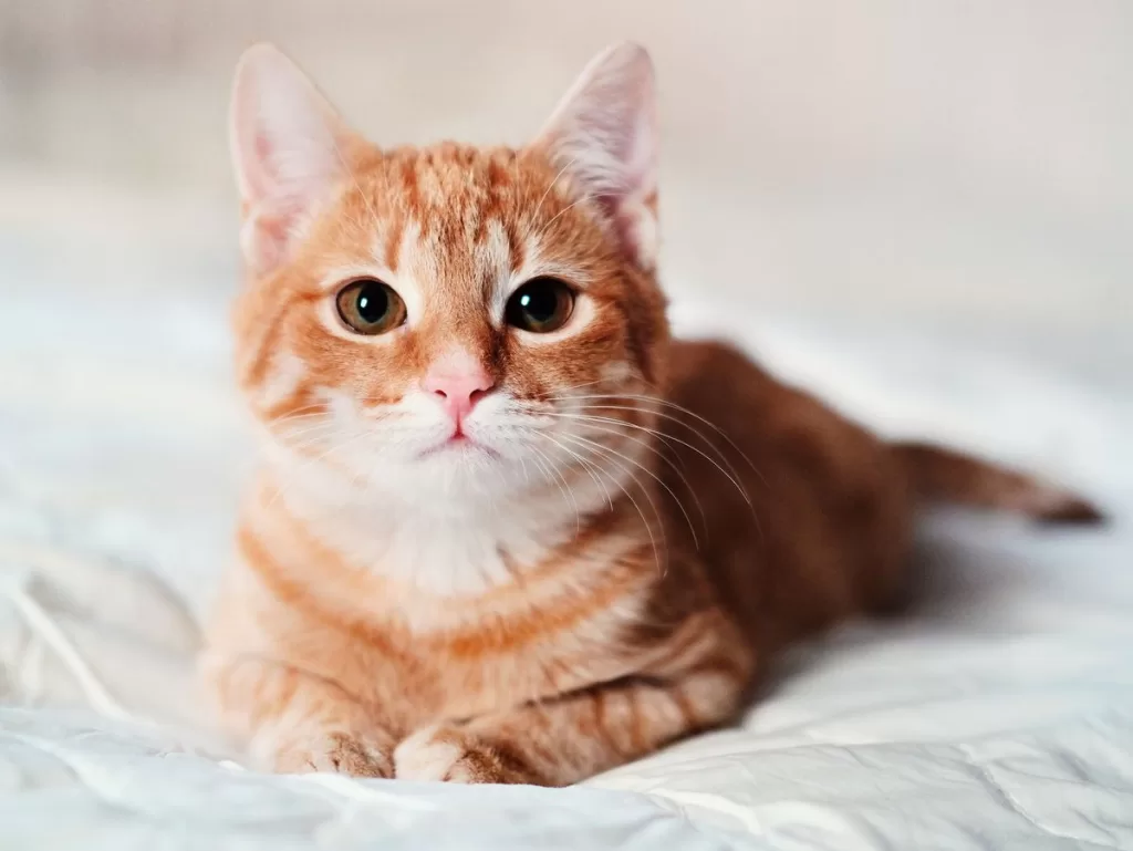 Kucing Orange