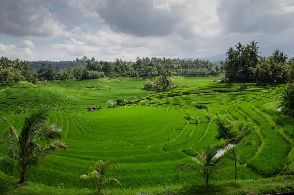 Lahan Pertanian Padi di Bali Indonesia