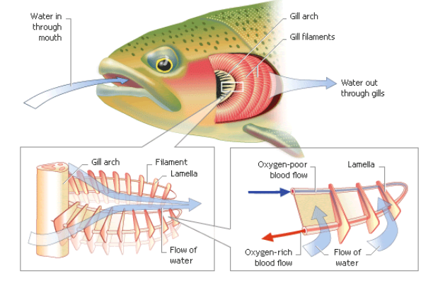 Proses Pernapasan pada Ikan