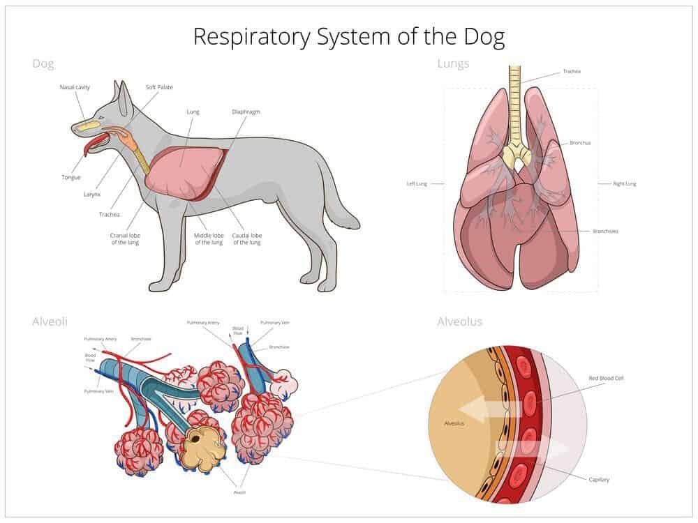 Sistem Pernapasan pada Anjing