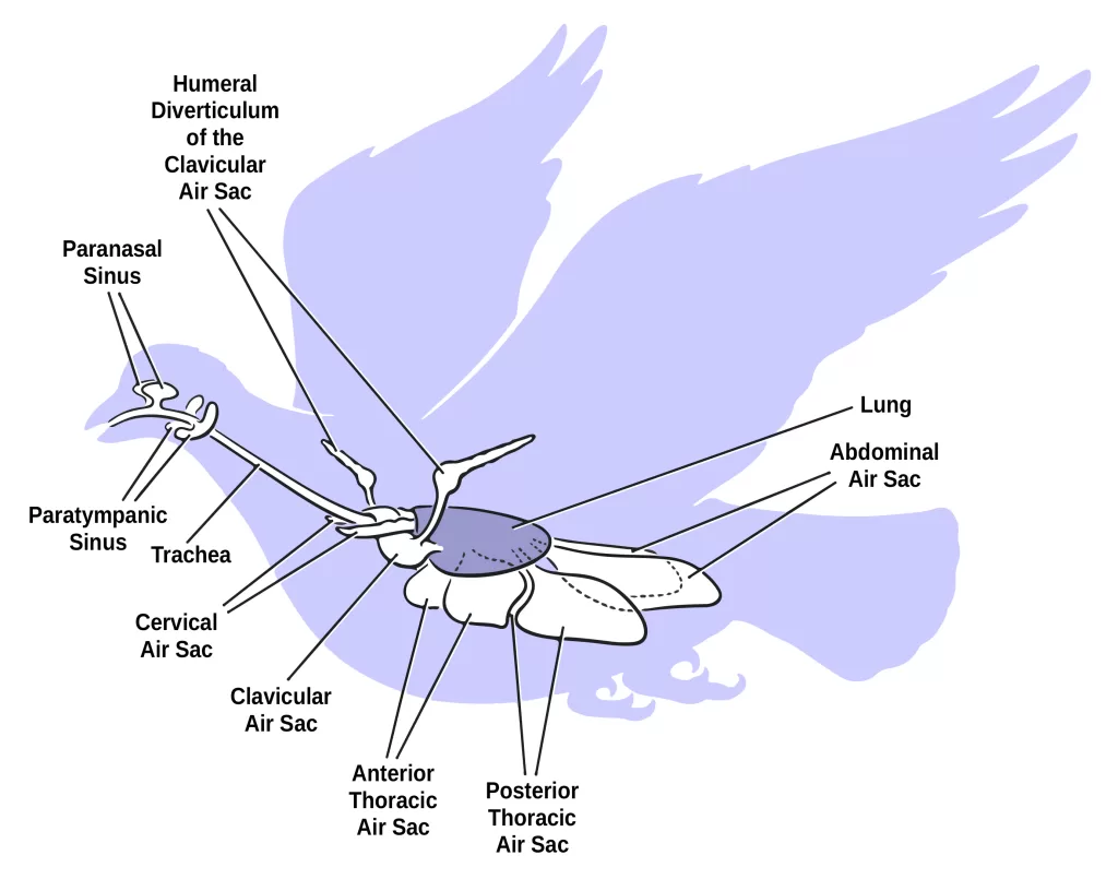 Sistem Pernapasan pada Burung