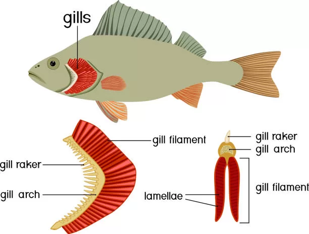 Struktur Insang Ikan