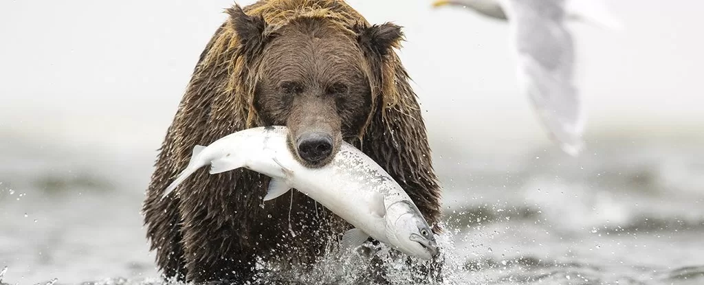 Contoh Predasi Beruang Memangsa Ikan