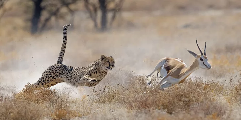 Contoh Predasi Cheetah Memburu Springbok