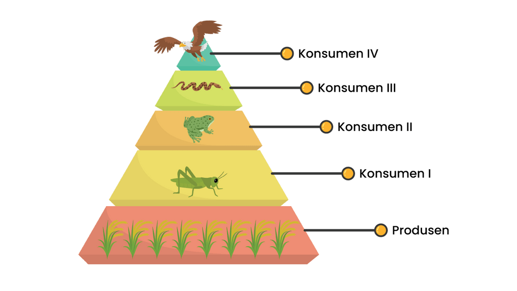 Gambar Piramida Makanan