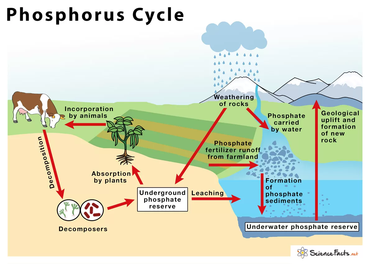 Gambar Siklus Fosfor