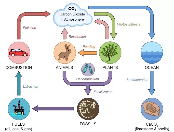 Gambar Siklus Karbon