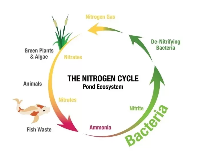Gambar Siklus Nitrogen