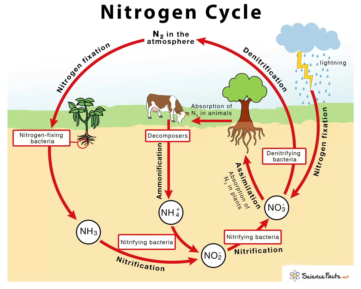 Gambar Siklus Nitrogen