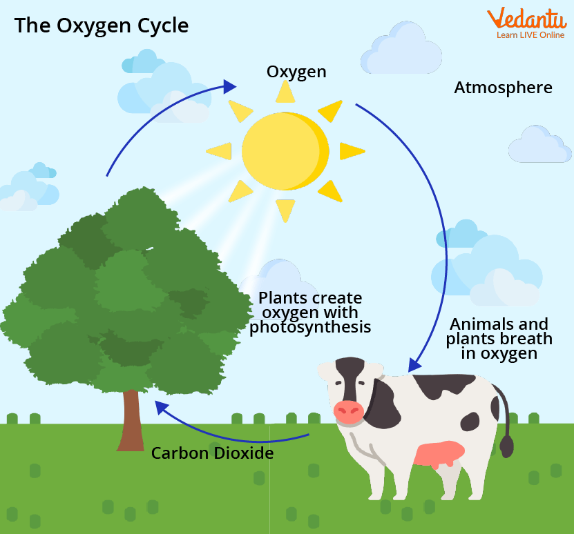 Gambar Siklus Oksigen