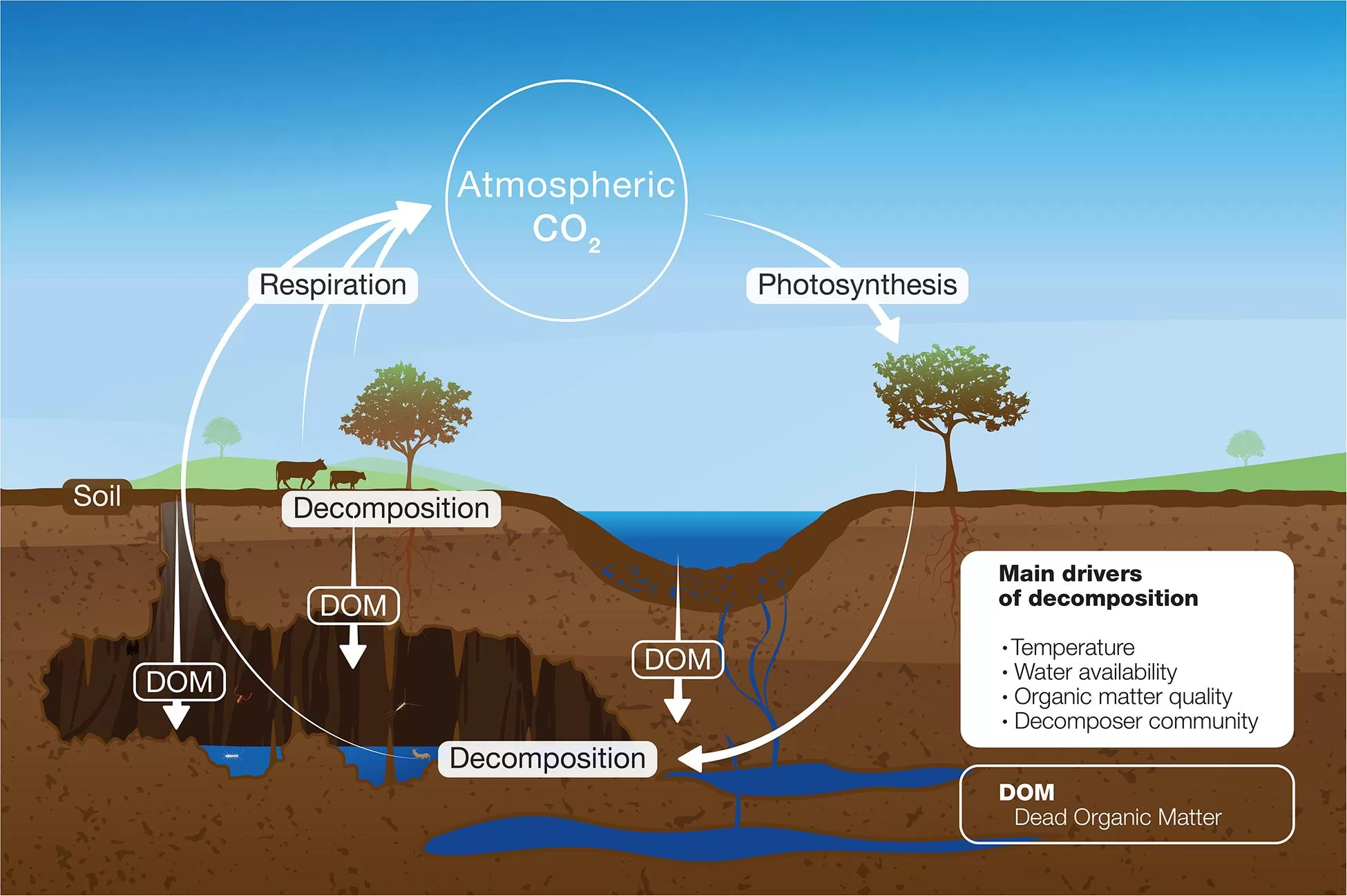 What Is Organic Matter In Water