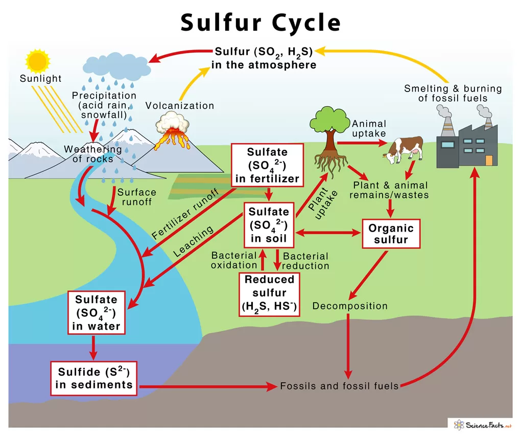 Gambar Siklus Sulfur