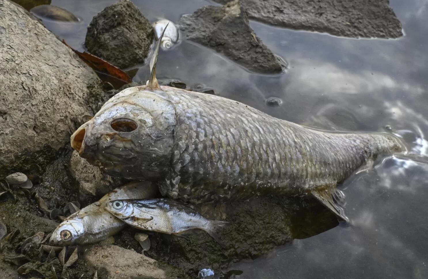 Ikan-Ikan yang Mati Akibat Air Tempat Mereka Tinggal Sudah Tercemar