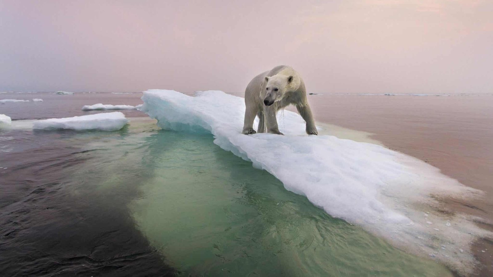 Jumlah Beruang Kutub Semakin Berkurang Akibat Lingkungan Hidupnya Rusak