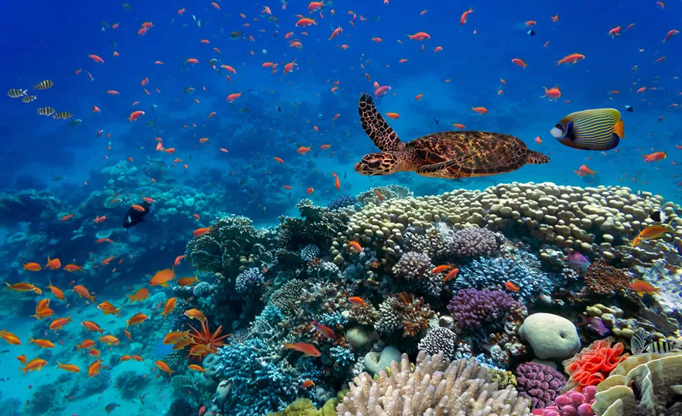 Keanekaragaman Hayati Bawah Laut