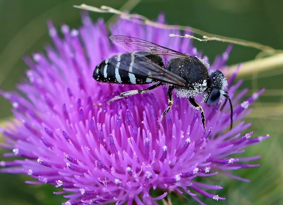 Lebah Hitam Sedang Membantu Penyerbukan