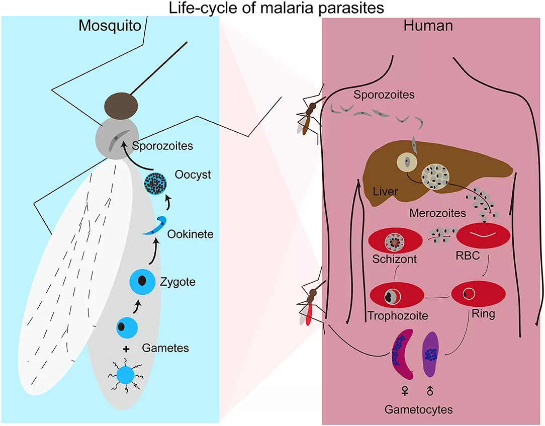 Parasit Malaria pada Manusia