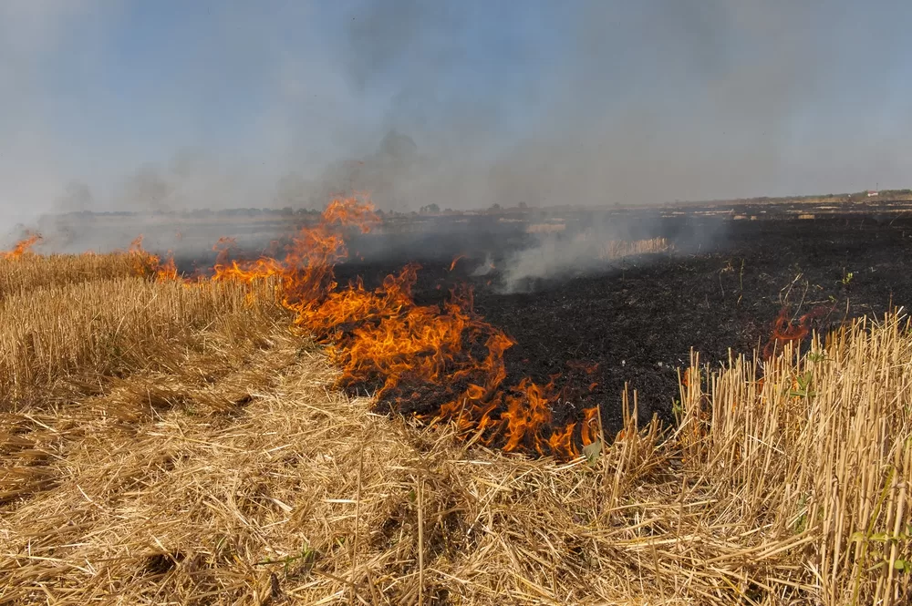 Pencemaran Tanah Akibat Pembakaran Limbah Tanaman Padi