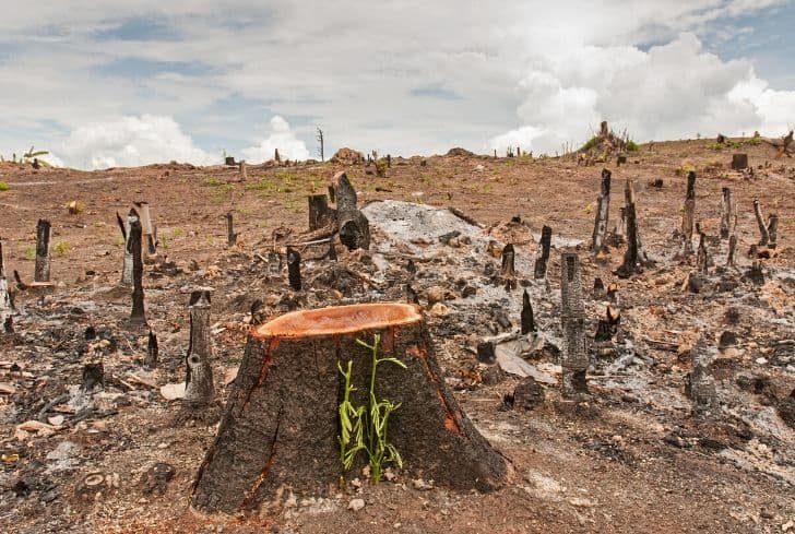 Penggundulan Hutan yang Dilakukan Oleh Manusia Mengakibatkan Kerusakan Lingkungan