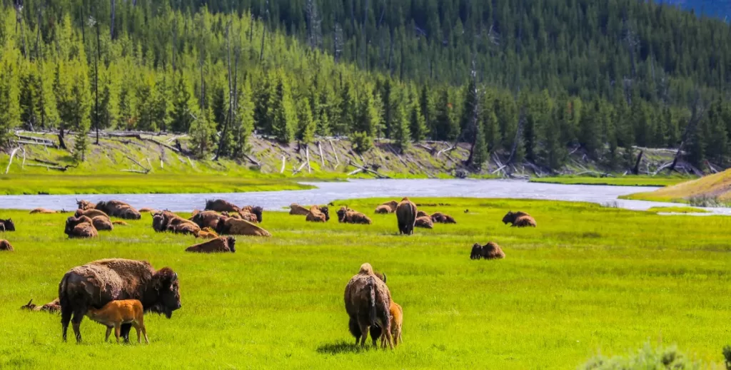 Perlindungan Keanekaragaman Hayati di Taman Nasional Yellowstone