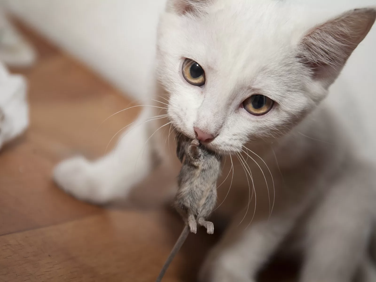 Predasi Kucing Memangsa Tikus