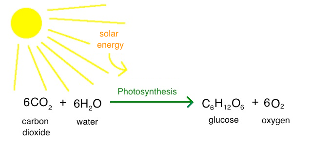 Reaksi Kimia Fotosintesis Tumbuhan Hijau