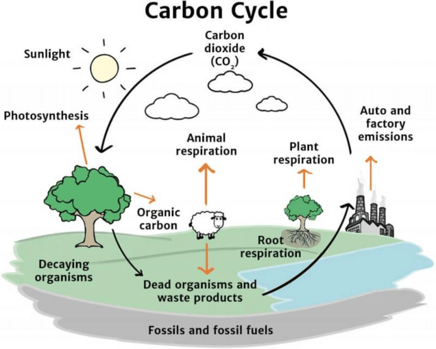Siklus Karbon