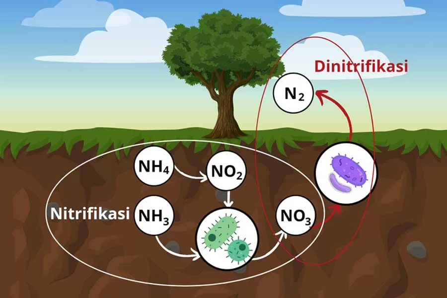 Siklus Nitrogen Menghasilkan Nitrogen yang Sangat Penting Bagi Makhluk Hidup