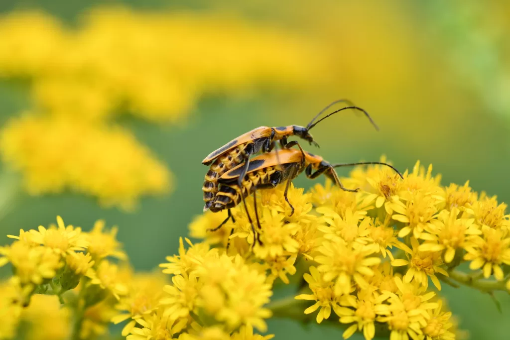 Simbiosis Mutualisme Antara Kumbang Pemakan Biji dan Tanaman Angiosperma