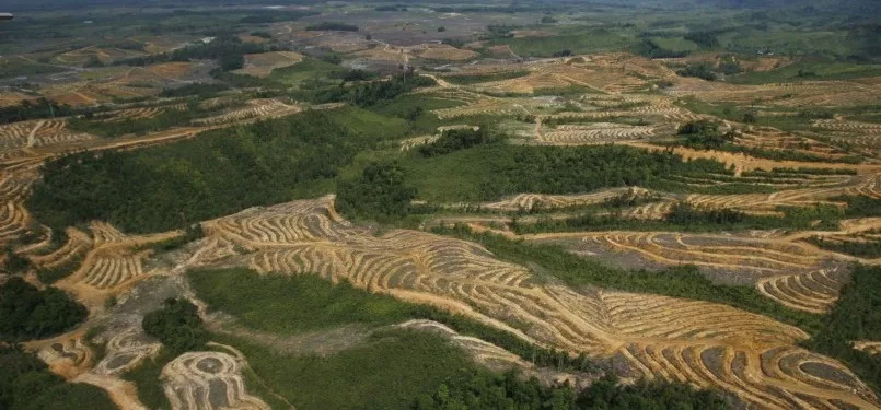 Penebangan Hutan di Kalimantan