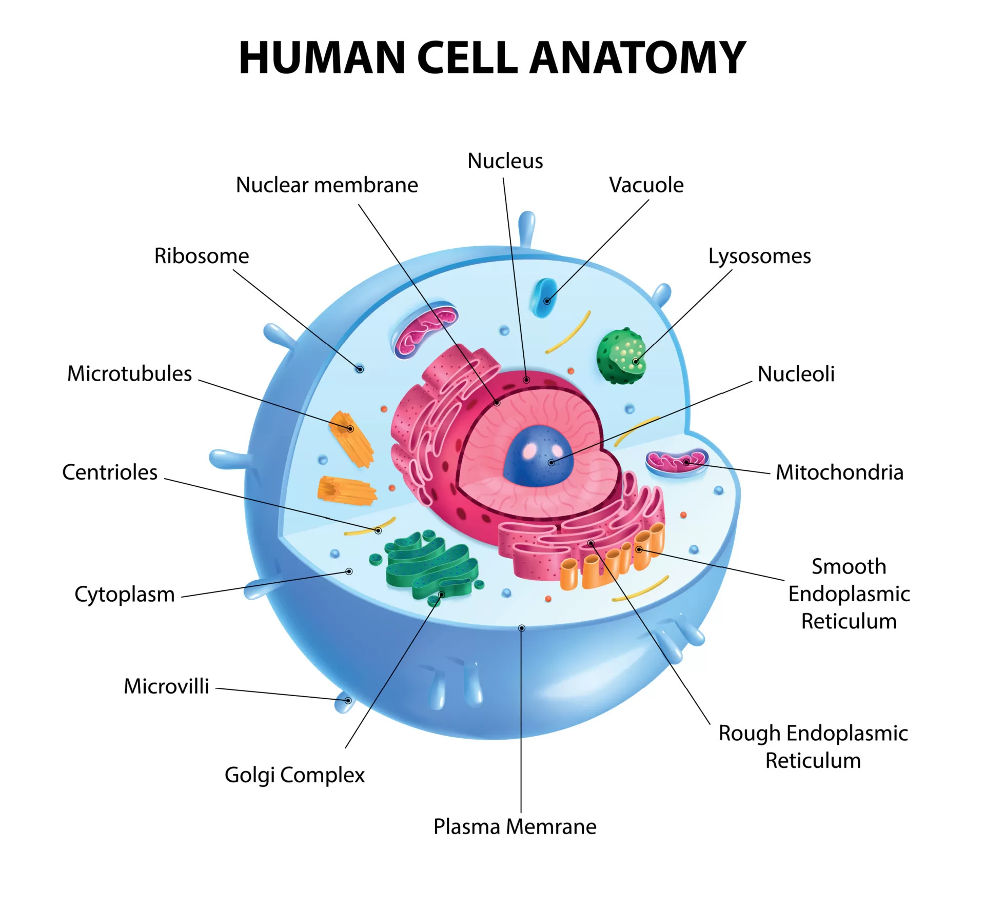 Anatomi Sel Manusia