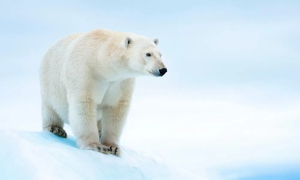 Beruang Kutub Beradaptasi dengan Mempunyai Kulit dan Lapisan Lemak yang Tebal untuk Bertahan Hidup di Daerah Kutub