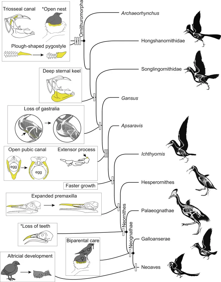 Evolusi Burung