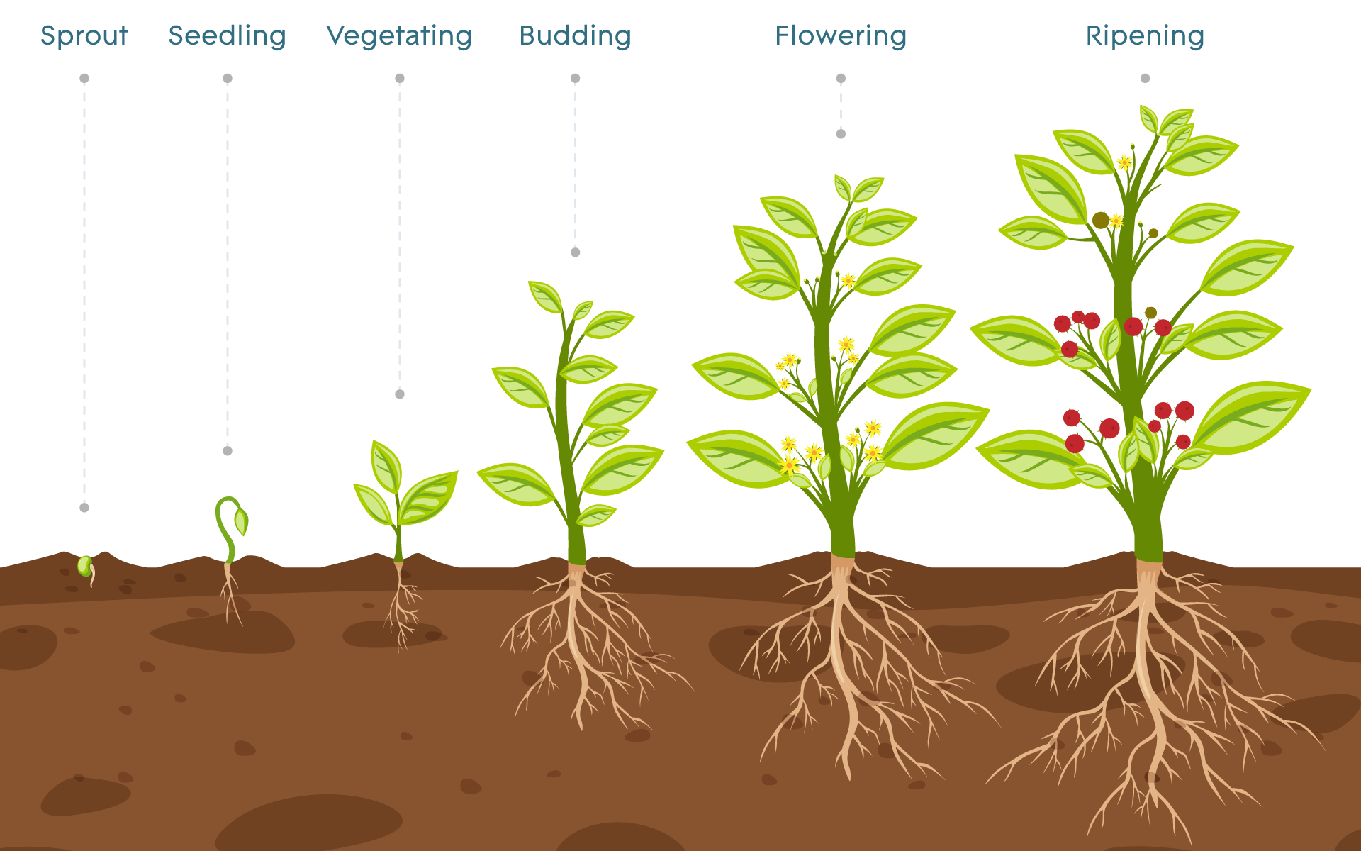 В чем особенность процесса роста у растений. Процесс роста растений. Рост растений. Этапы роста растений. Рас рост.