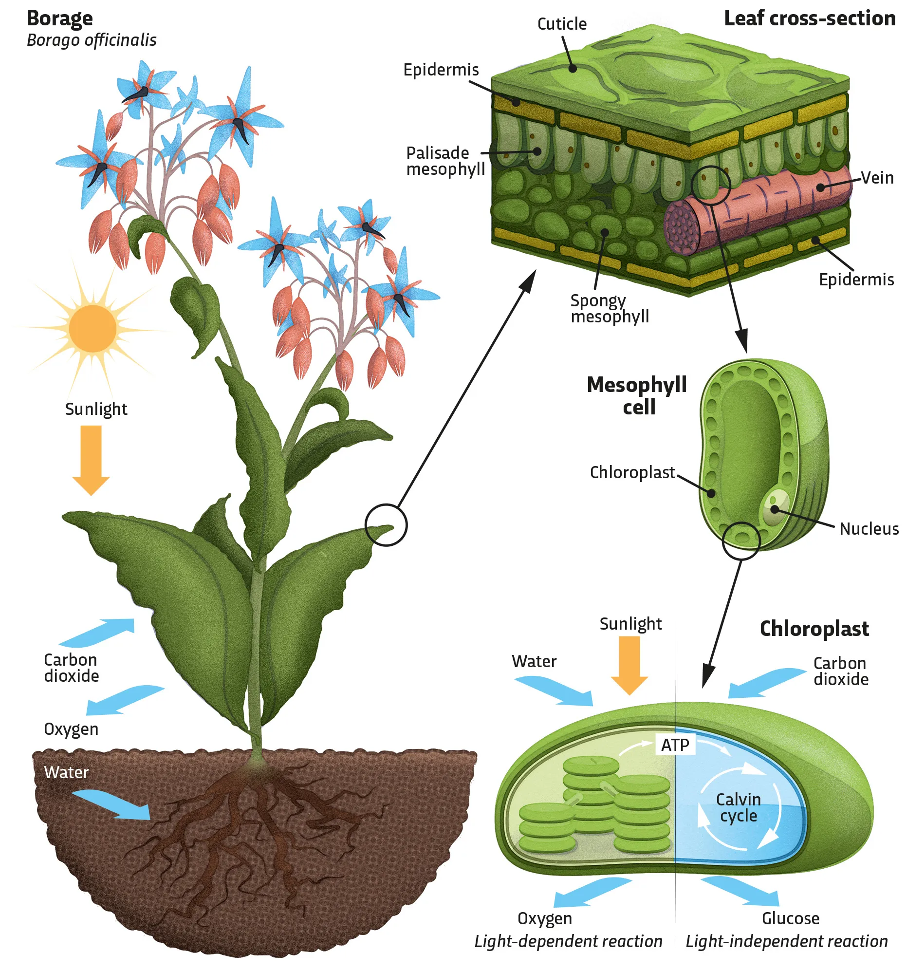 Gambar Proses Fotosintesis pada Tumbuhan