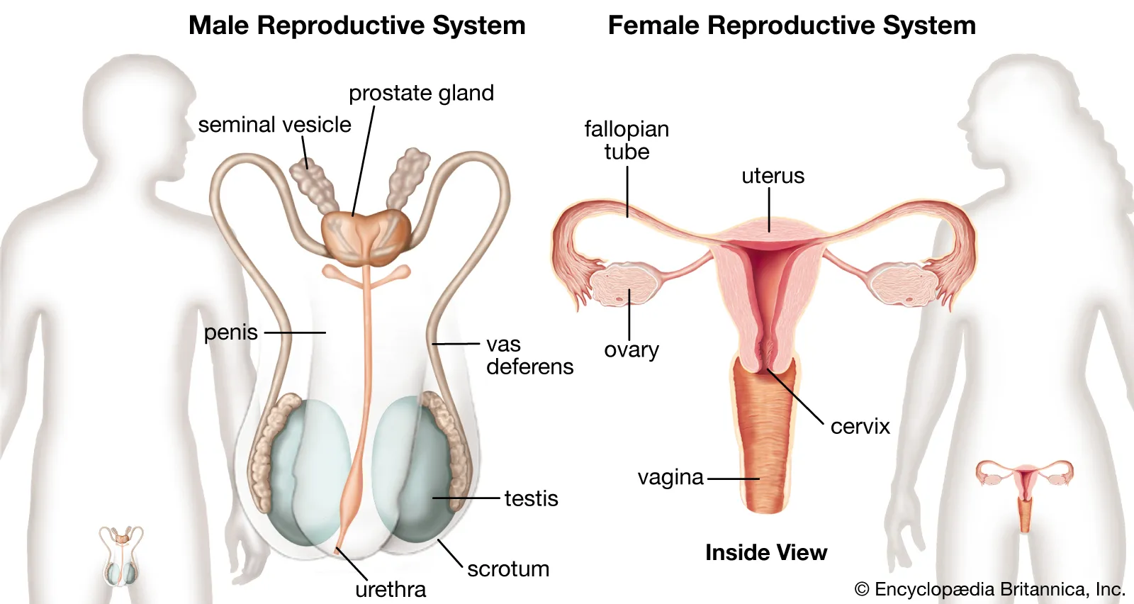 Gambar Sistem Reproduksi Manusia