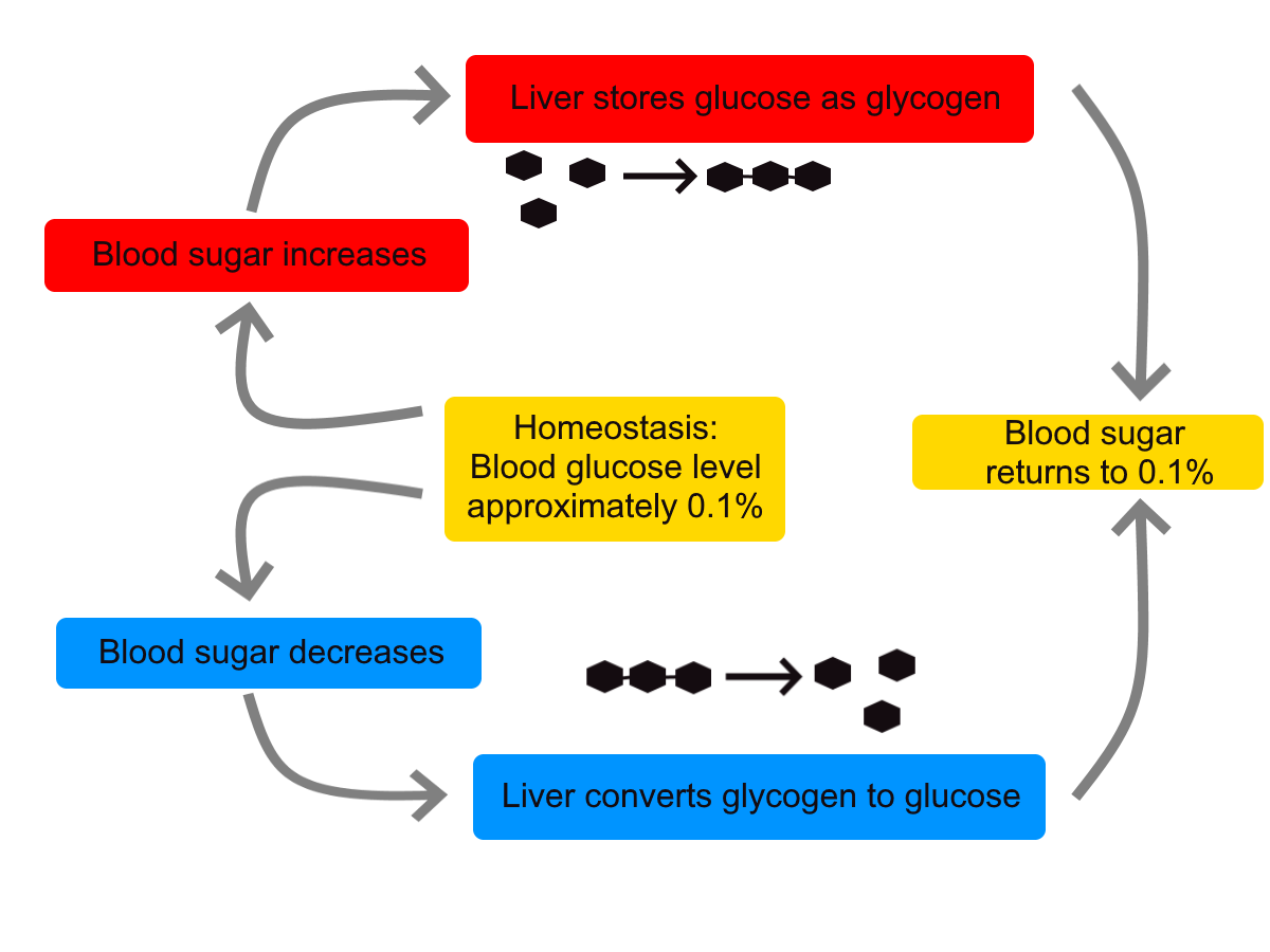 Homeostasis Gula Darah