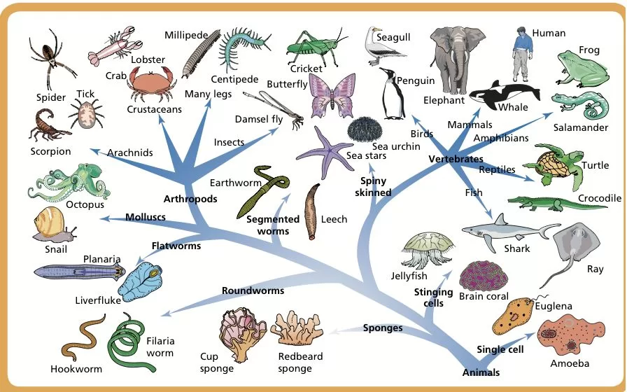 Klasifikasi Organisme