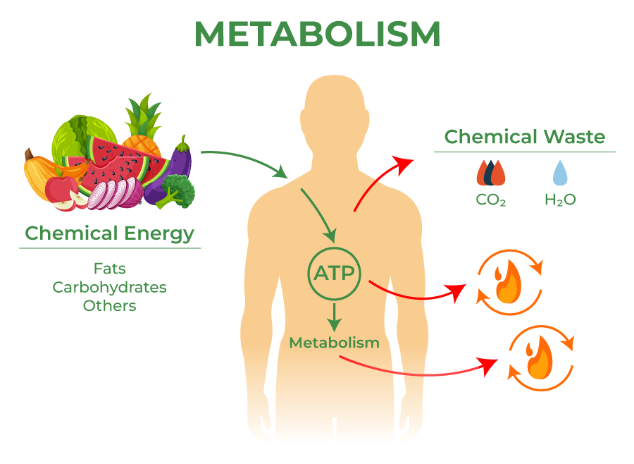 Metabolisme dalam Tubuh Manusia