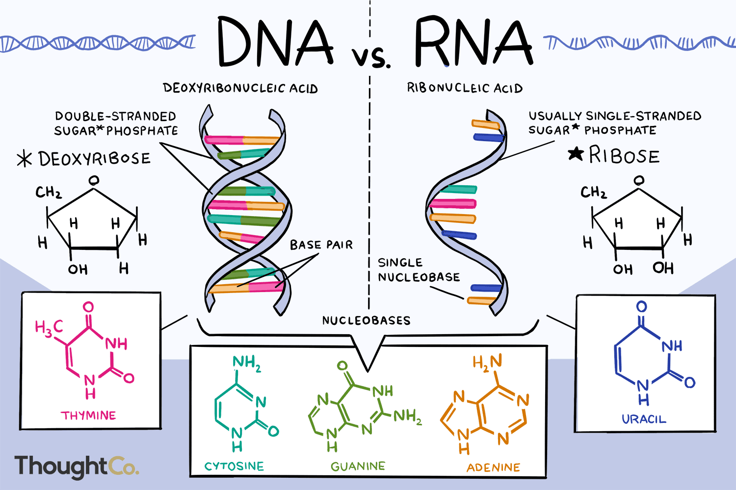 Struktur DNA dan RNA Makhluk Hidup