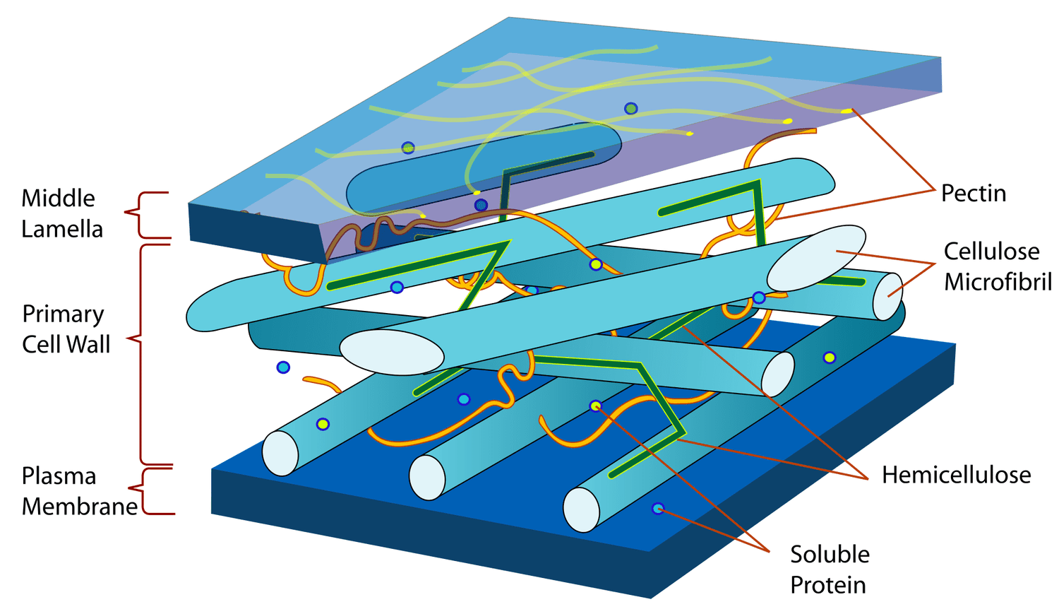 Struktur Dinding Sel