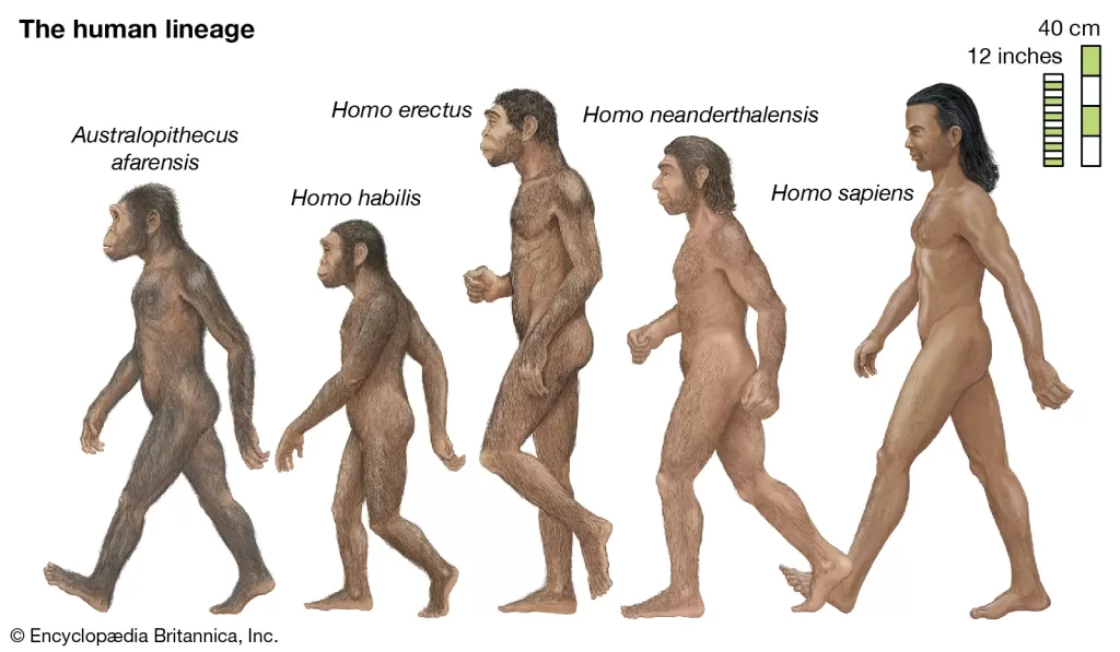 Teori Evolusi Manusia