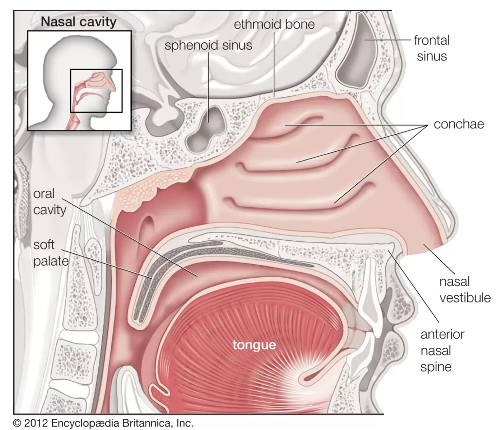 Anatomi Hidung dan Rongga Hidung