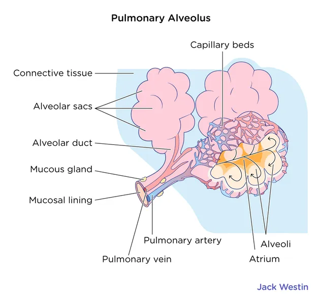 Gambar Anatomi Alveolus