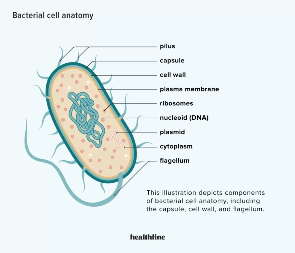 Gambar Anatomi Bakteri