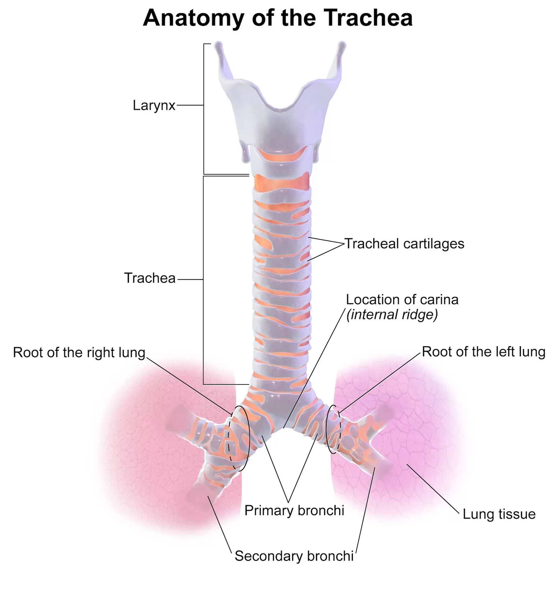 Gambar Anatomi Trakea